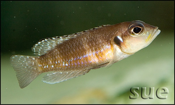 Lamprologus ocellatus 'Kigoma'